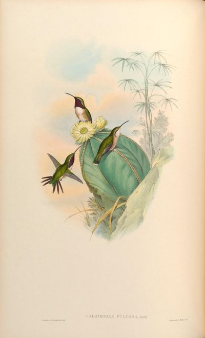 Calothorax pulcher door John Gould